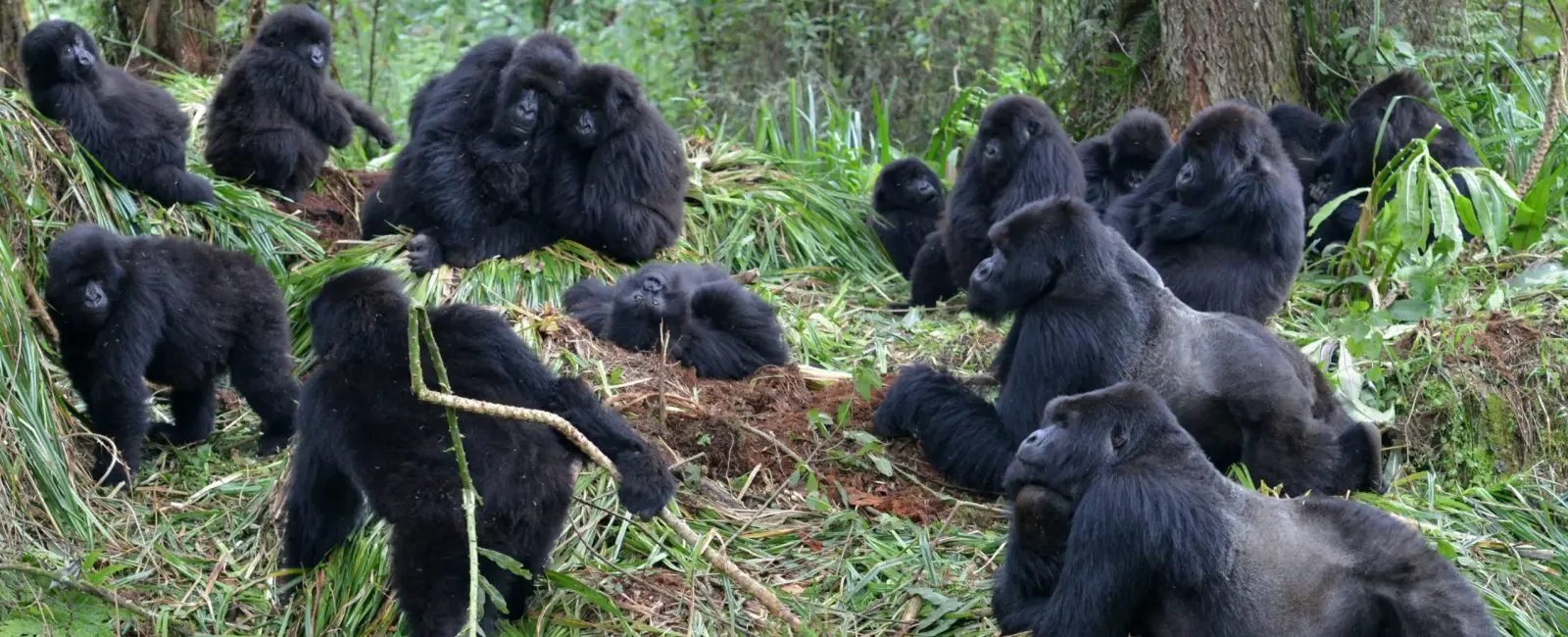 Humans can make gorillas sick they can catch respiratory infections and other diseases from you that includes the common cold