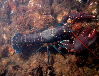 Lobsters have colorless blood however once exposed to oxygen their blood turns blue thanks to the presence of copper