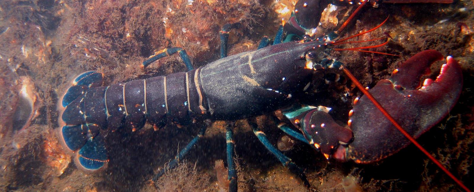 Lobsters have colorless blood however once exposed to oxygen their blood turns blue thanks to the presence of copper