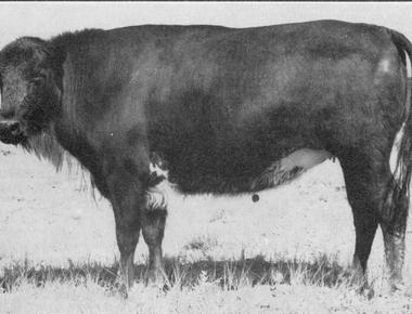 A cow bison hybrid is called a beefalo