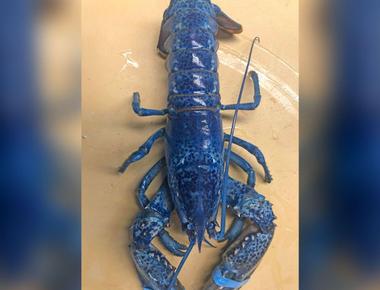 About one in every 4 million lobsters is born with a rare genetic defect that turns it blue