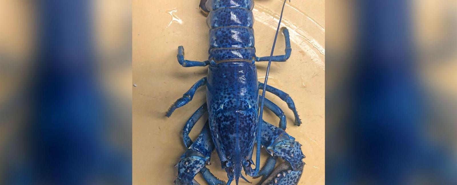 About one in every 4 million lobsters is born with a rare genetic defect that turns it blue