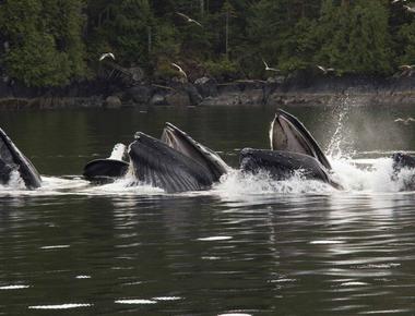 Humpback whales blow a bubble net to herd fish into an area to capture their prey all at once it s more effective to catch and eat an entire group of fish than hunt them one by one