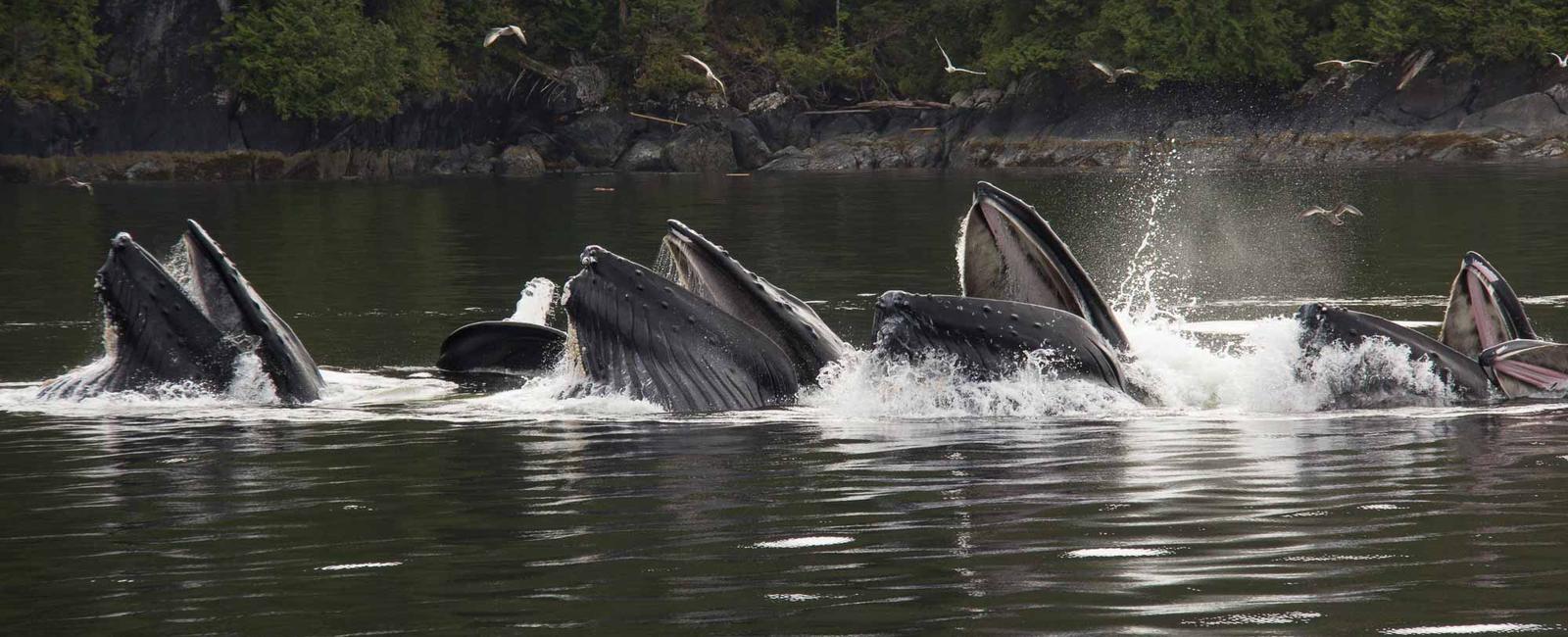 Humpback whales blow a bubble net to herd fish into an area to capture their prey all at once it s more effective to catch and eat an entire group of fish than hunt them one by one