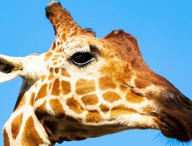 Giraffes and humans have the same amount of neck bones