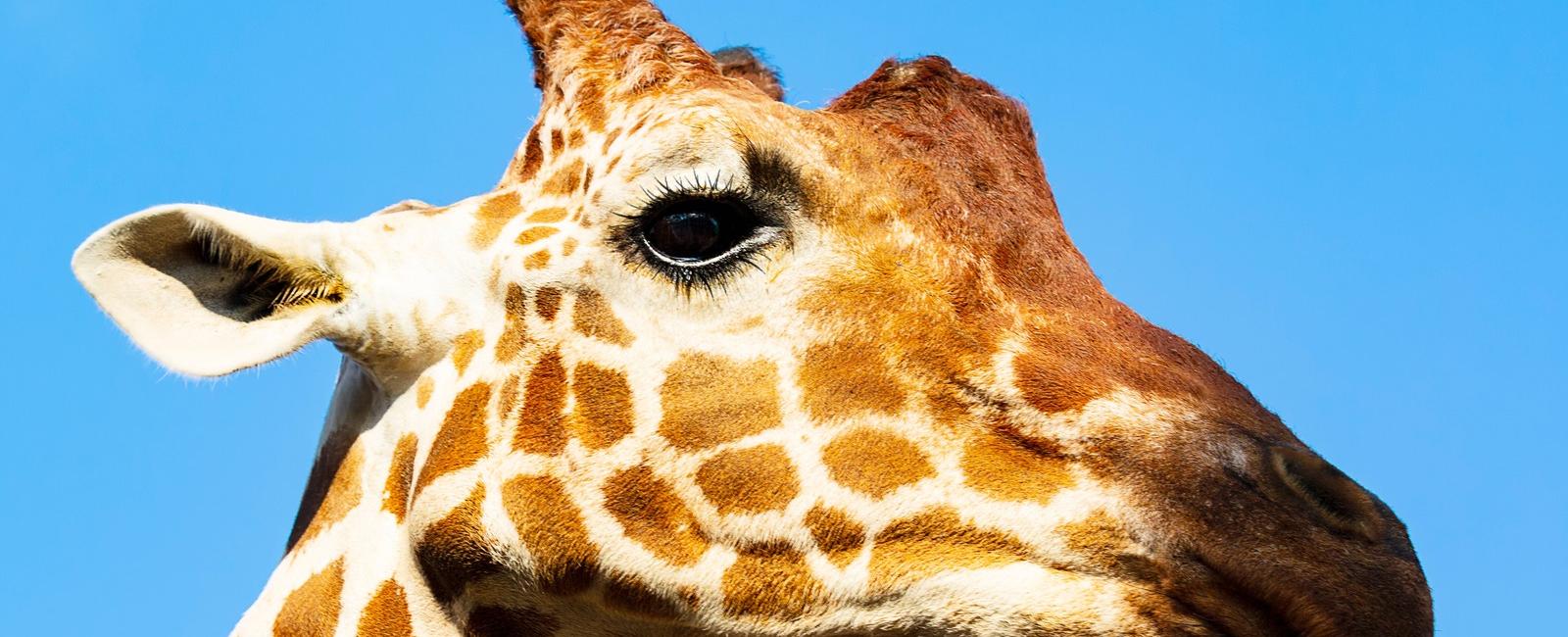 Giraffes and humans have the same amount of neck bones