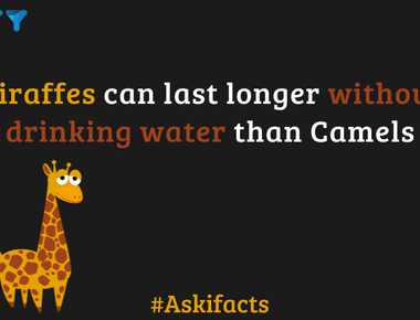 Giraffes can last longer without water than camels