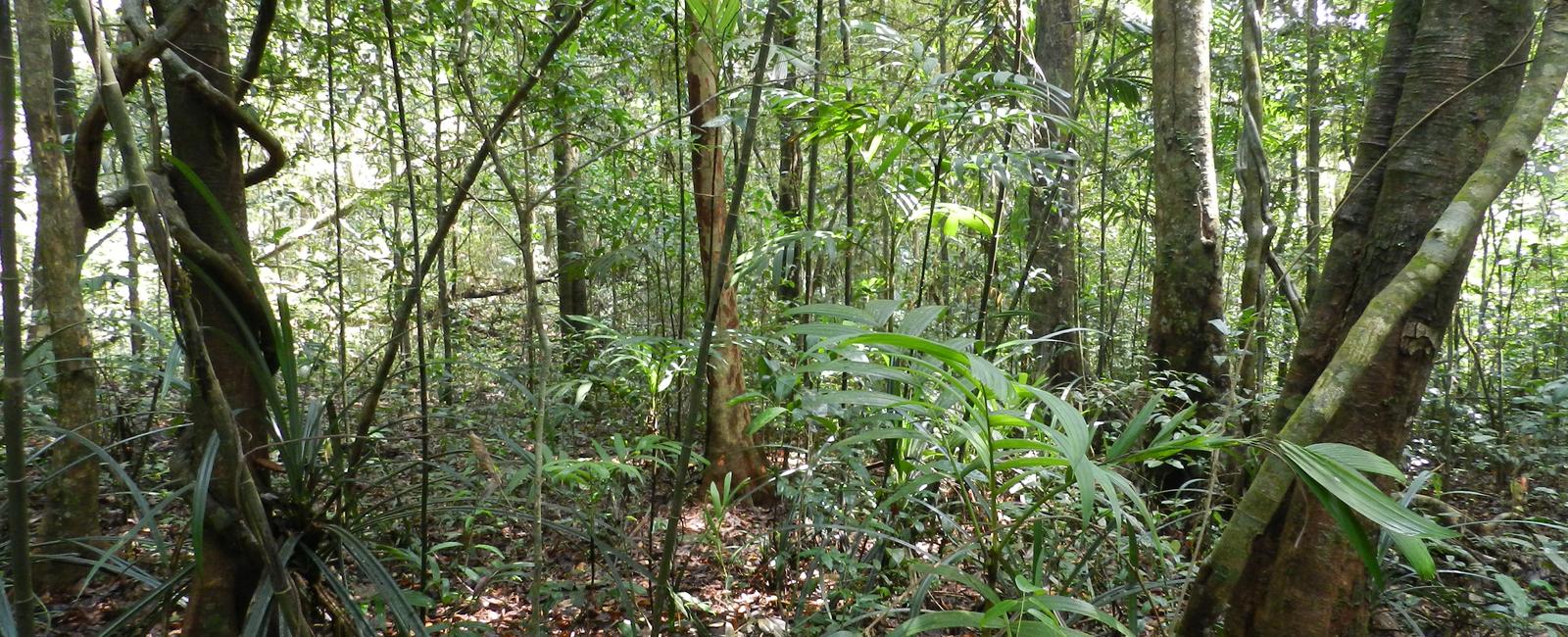 Tropical forests better known as rainforests only have two seasons rainy season and dry season