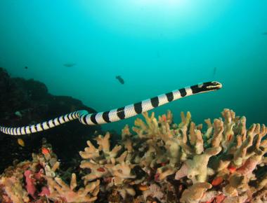 Some sea snakes are able to breathe through their skin with one species being able to breathe from the top of its head