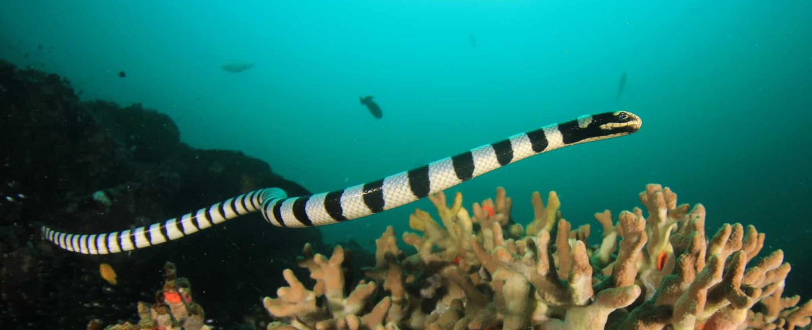 Some sea snakes are able to breathe through their skin with one species being able to breathe from the top of its head