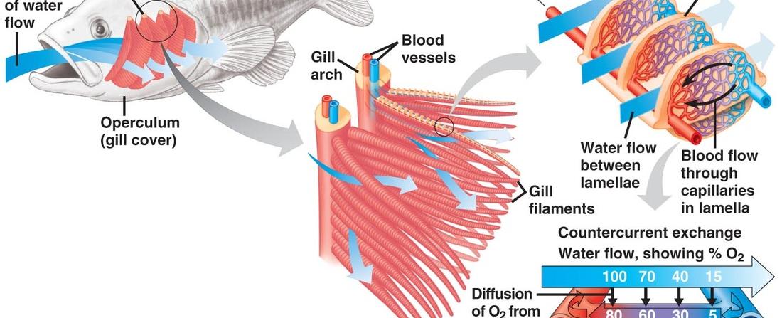 Fish take in oxygen through their gills what do insects take in oxygen through spiracles