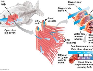 Fish take in oxygen through their gills what do insects take in oxygen through spiracles