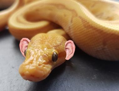 Snakes have ears inside their heads and they only hear vibrations