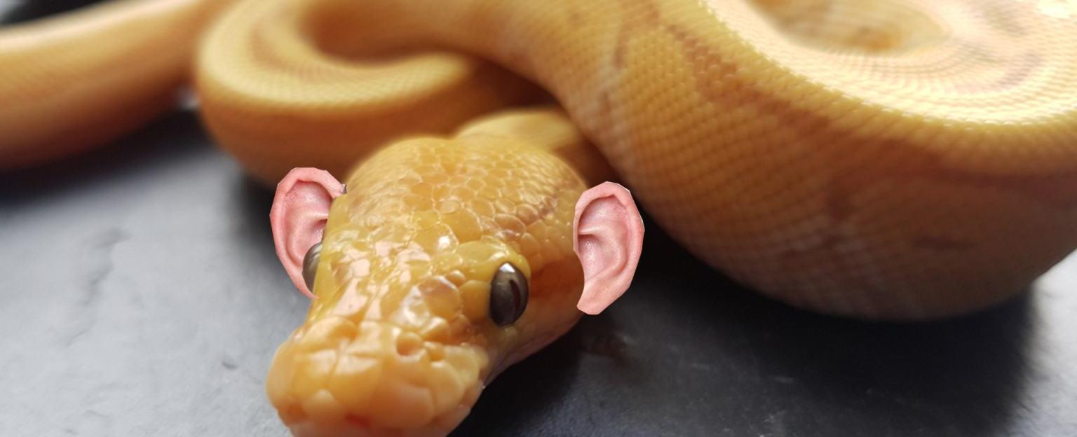 Snakes have ears inside their heads and they only hear vibrations