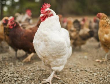 Hens mate with many roosters the female can eject the sperm of males she rejects especially those she finds inferior as a form of birth control