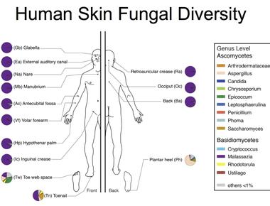 Humans are related to fungi