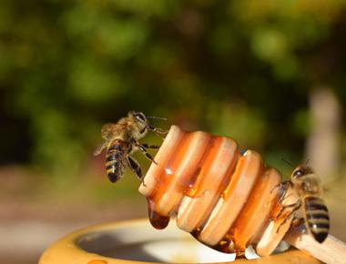 Honey is made from nectar and bee vomit