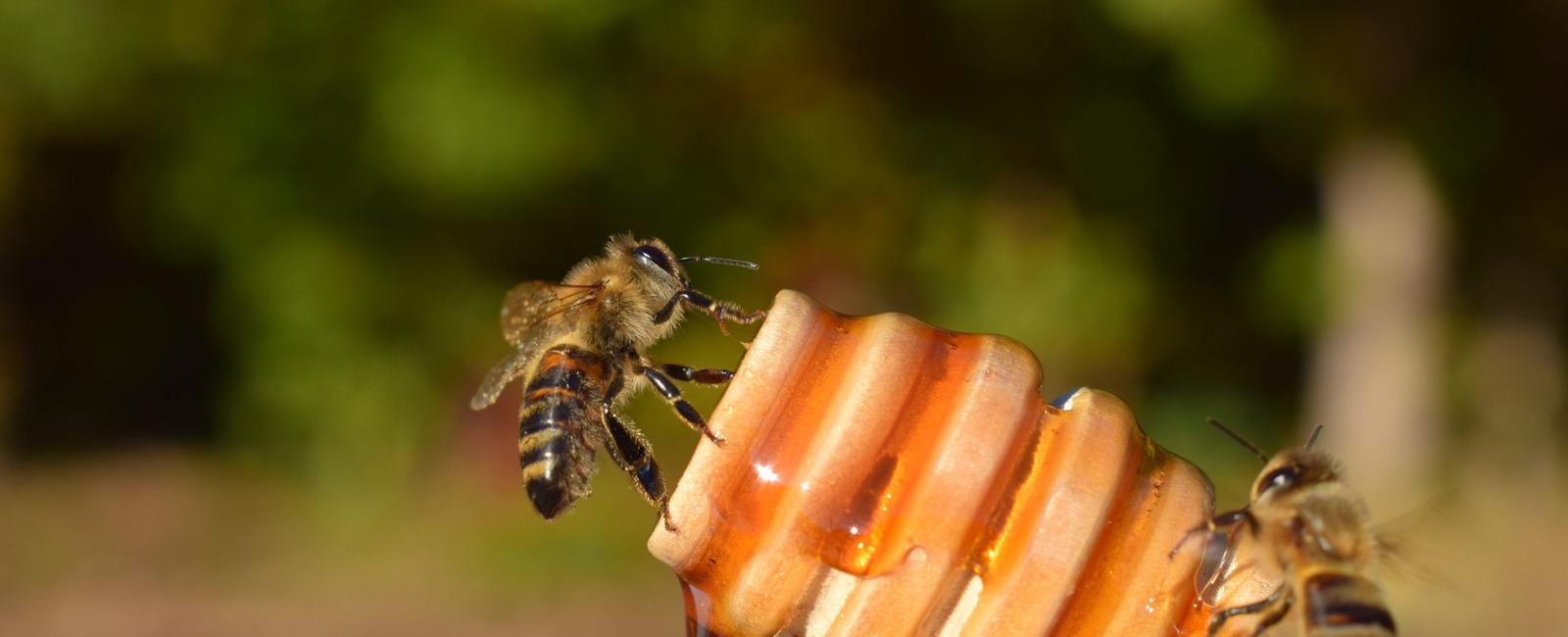 Honey is made from nectar and bee vomit