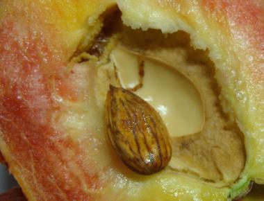 The seed inside a peach contains an almond like nut which holds a potent anti cancer medicine called laetrile