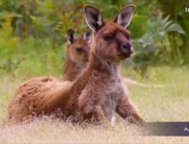 Kangaroo farts aren t as low methane and eco friendly as once thought kangaroos produce about the same amount of methane as animals similar in size these greenhouse gases contribute to global warming