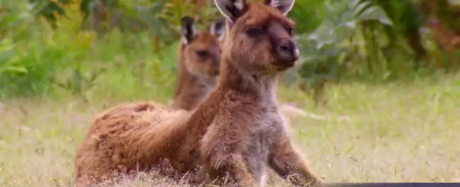 Kangaroo farts aren t as low methane and eco friendly as once thought kangaroos produce about the same amount of methane as animals similar in size these greenhouse gases contribute to global warming