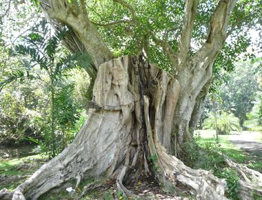 The ficus religiosa tree is one of the world s most sacred trees revered by hindus jainists and buddhists they believe the tree to have grown from buddha s original fig tree