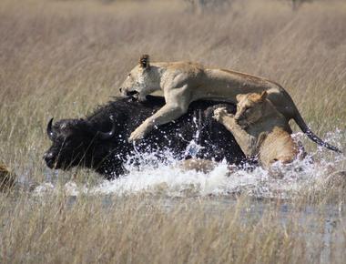 Lions are powerful and ferocious but female lions actually do most of the hunting