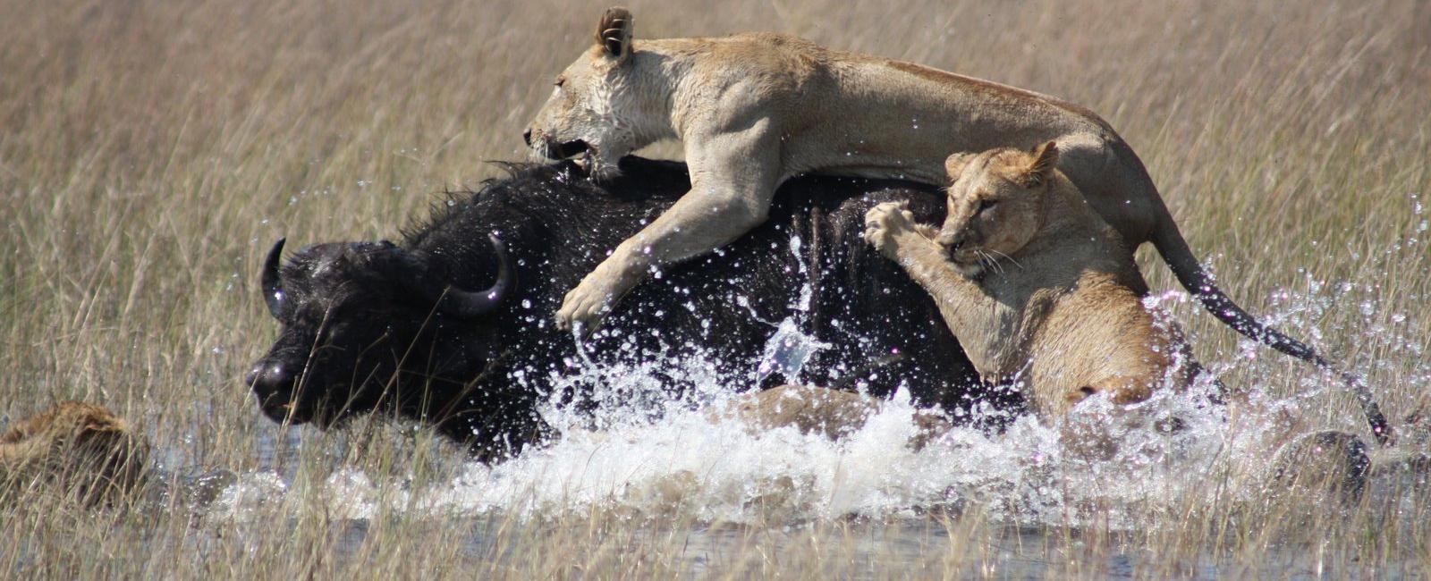 Lions are powerful and ferocious but female lions actually do most of the hunting