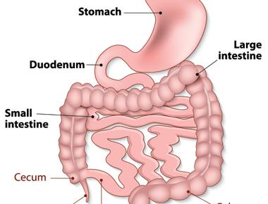 Your gastrointestinal system that includes your stomach small intestines and colon has a sophisticated enough nervous system that it s sometimes called the second brain