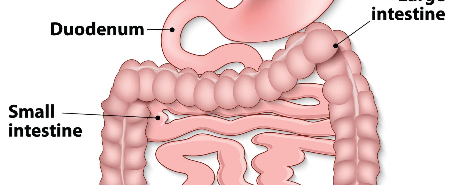 Your gastrointestinal system that includes your stomach small intestines and colon has a sophisticated enough nervous system that it s sometimes called the second brain