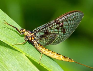 The average lifespan of an adult mayfly is about 24 hours in its lifetime the mayfly will take flight mate lay eggs and die it s the shortest lived animal in the world