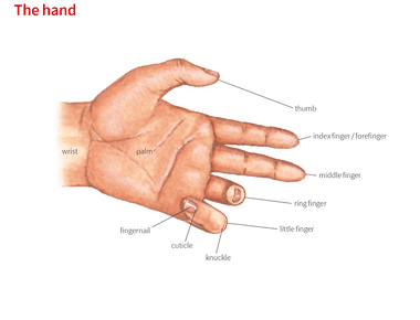 Your most sensitive finger is your index finger closest to your thumb