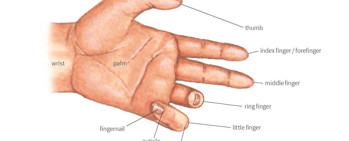 Your most sensitive finger is your index finger closest to your thumb