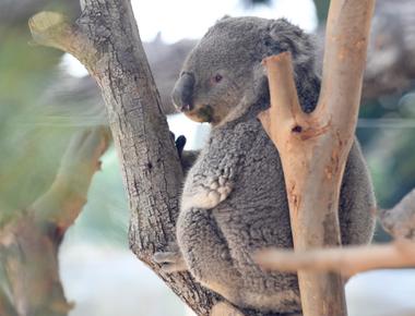 Female koalas when in captivity can engage in lesbian behaviour