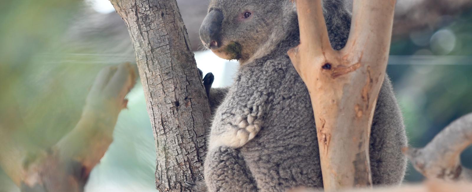 Female koalas when in captivity can engage in lesbian behaviour