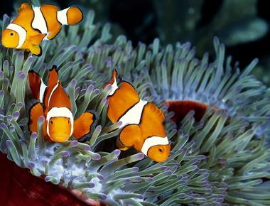 Every clownfish is born male when the dominant female dies the group s alpha changes to female while the second alpha becomes its mate once done the sex change is irreversible