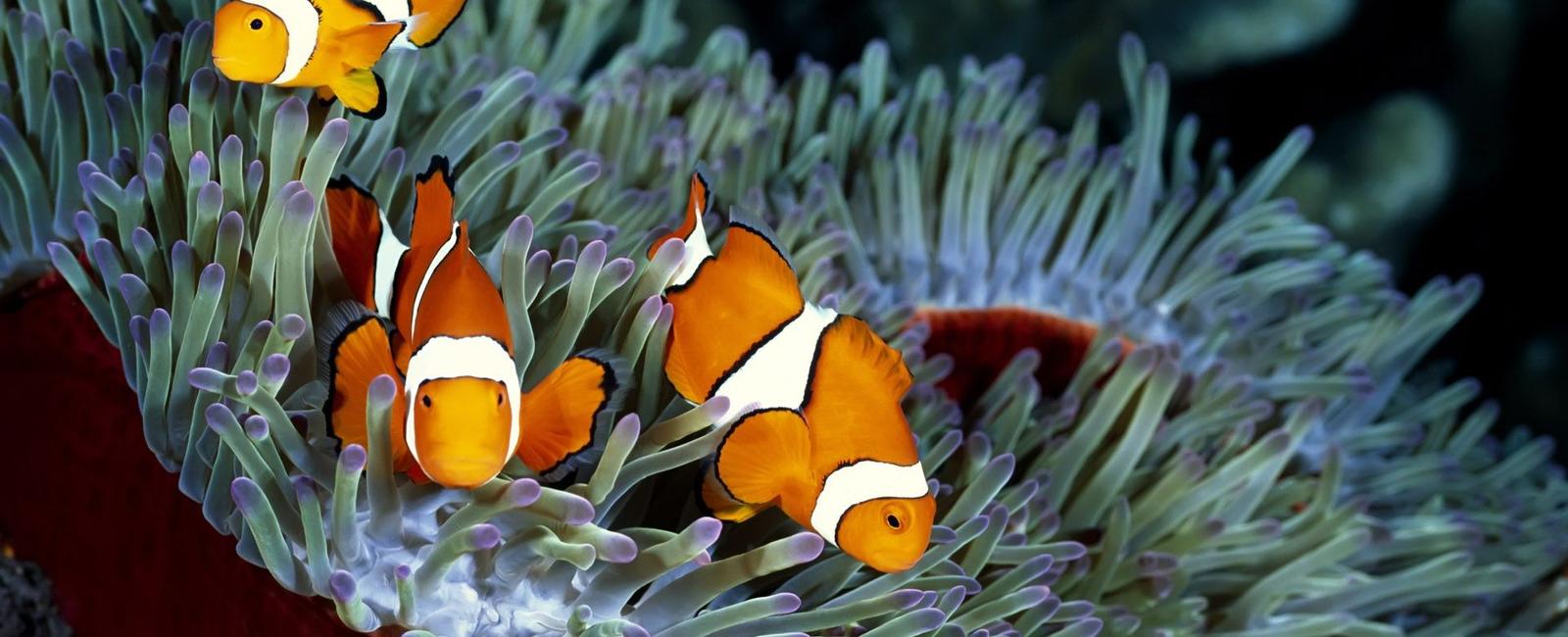 Every clownfish is born male when the dominant female dies the group s alpha changes to female while the second alpha becomes its mate once done the sex change is irreversible