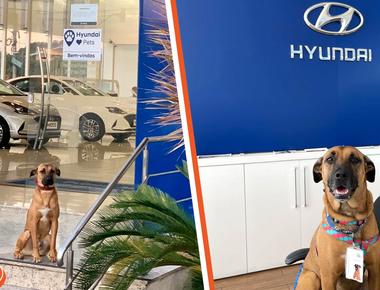 Hyundai showroom in brazil hires a stray dog as a sales consultant