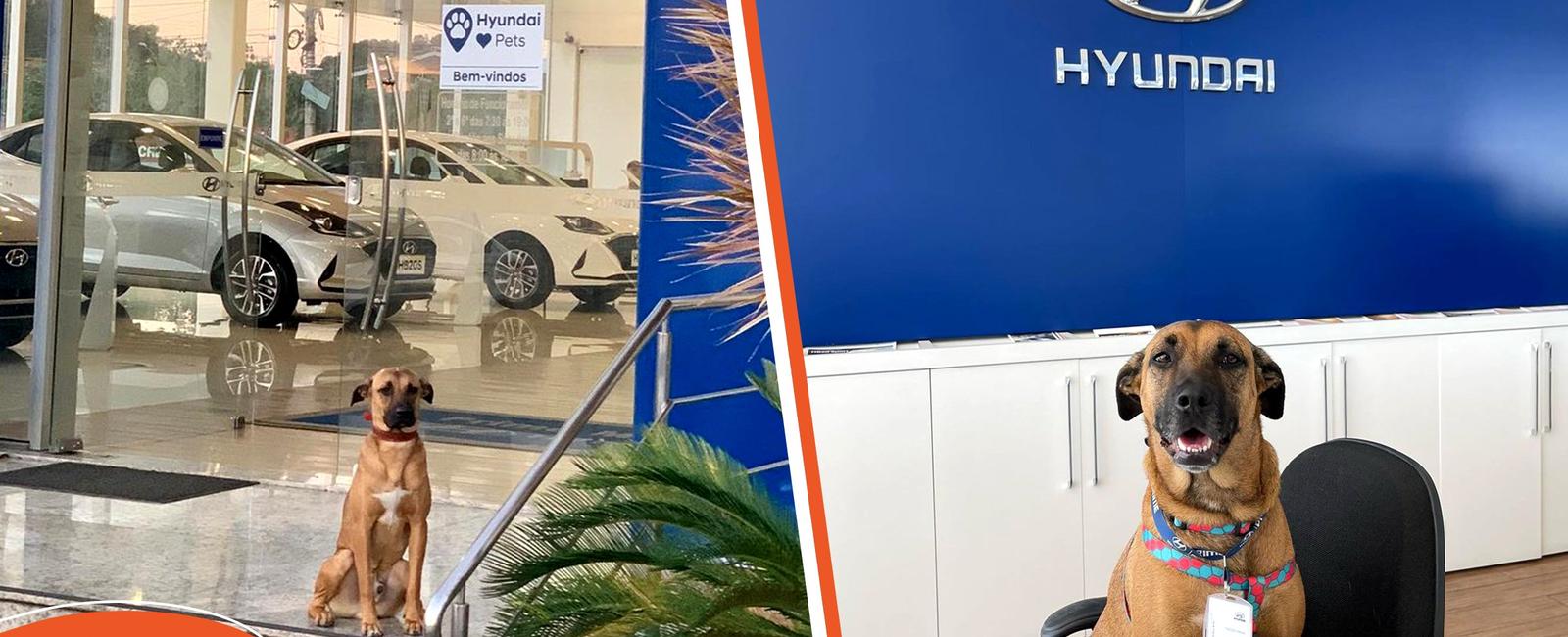 Hyundai showroom in brazil hires a stray dog as a sales consultant
