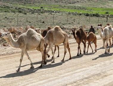 It is illegal to hunt camels in the state of arizona