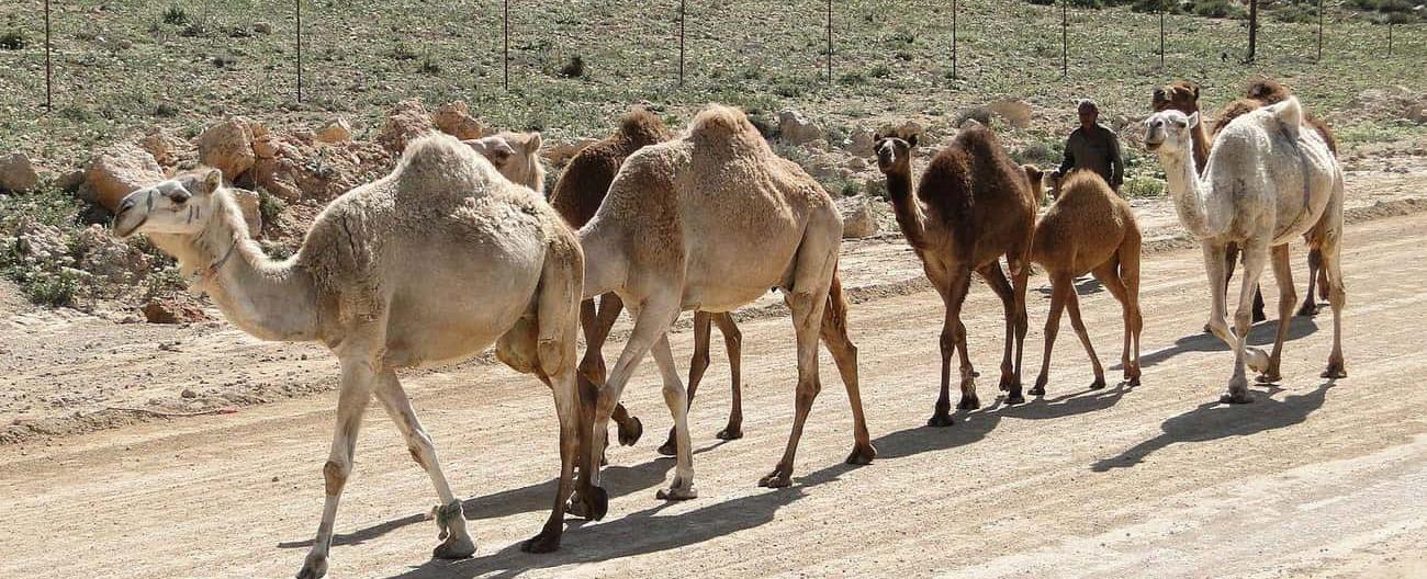 It is illegal to hunt camels in the state of arizona