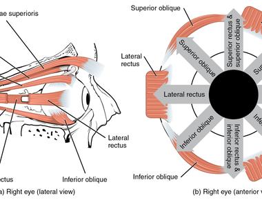 External eye muscles often experience fatigue especially while reading which requires almost 10 000 coordinated eye movements in just one hour