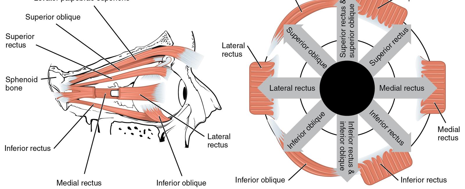 External eye muscles often experience fatigue especially while reading which requires almost 10 000 coordinated eye movements in just one hour