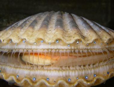 Scallops have as many as 100 simple eyes they re frequently blue