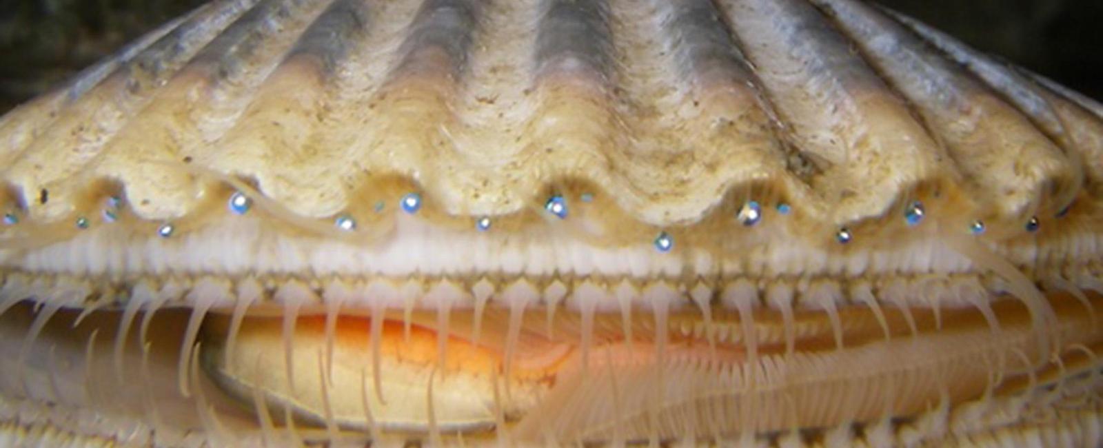 Scallops have as many as 100 simple eyes they re frequently blue