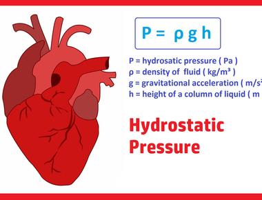 The human heart creates enough pressure in the bloodstream to squirt blood 30 feet