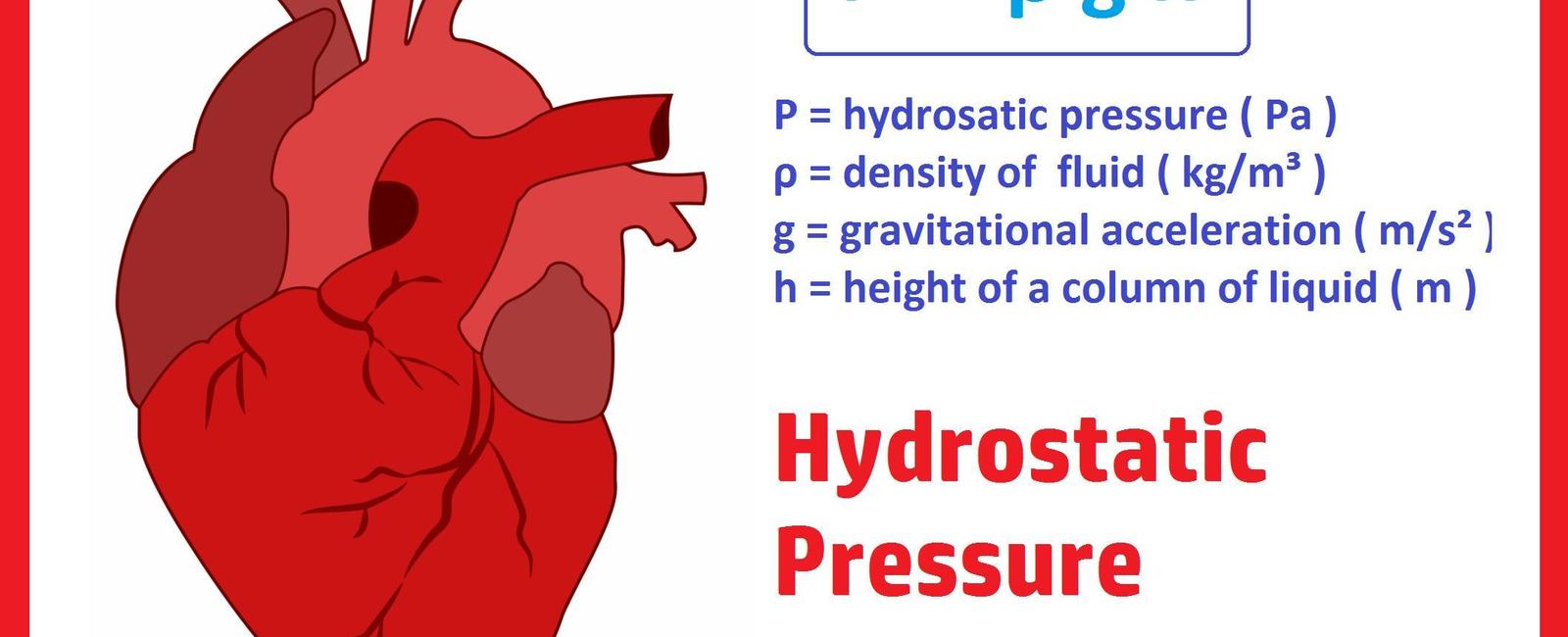 The human heart creates enough pressure in the bloodstream to squirt blood 30 feet