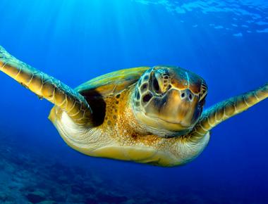 Warmer weather can cause more turtles to be born female than male while cooler weather favors male babies researchers have found that the egg temperature determines the unhatched turtle s gender