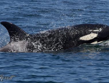 Scientists believe orcas shut down only half of their brain while they sleep leaving them with enough awareness to breathe at the surface