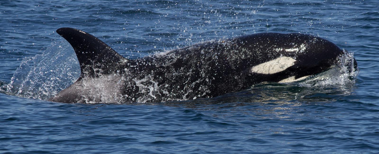 Scientists believe orcas shut down only half of their brain while they sleep leaving them with enough awareness to breathe at the surface